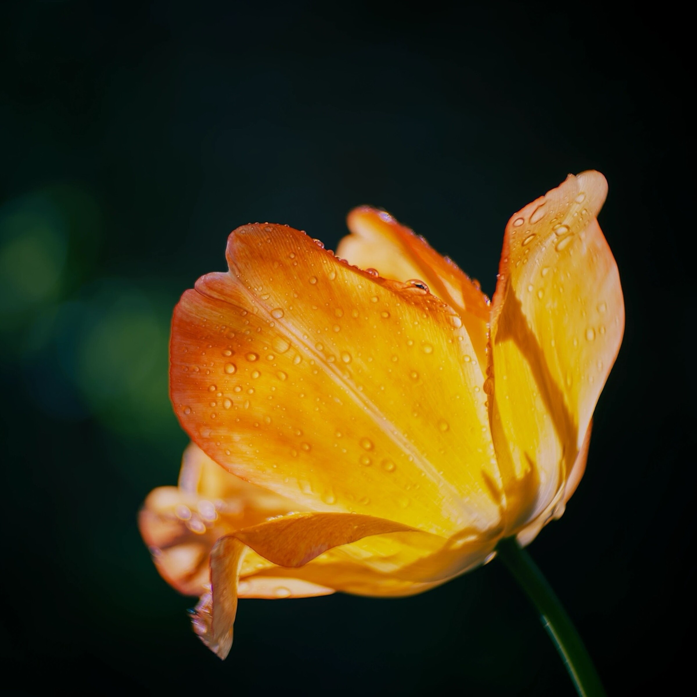 Goldener Morgen