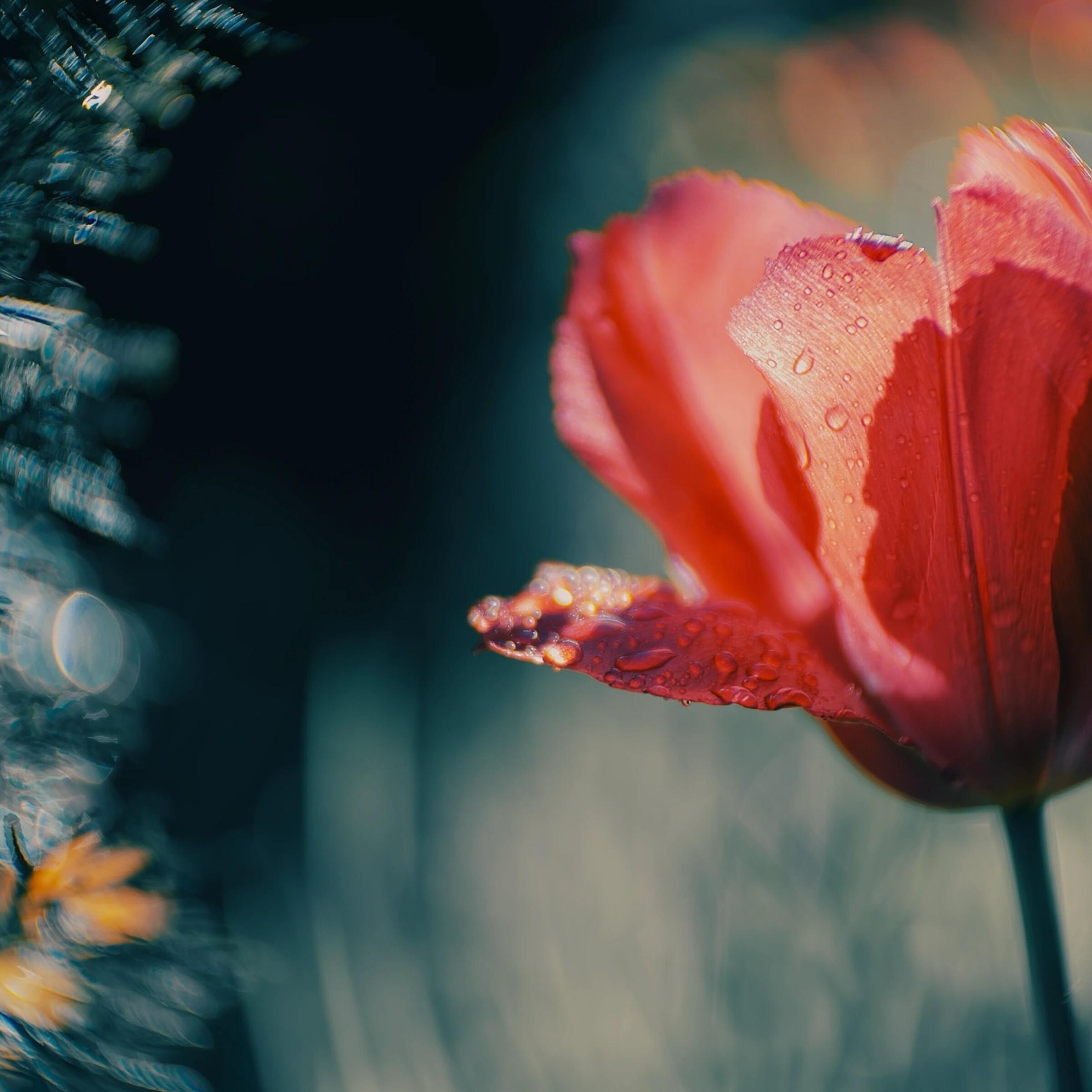 Rote Tulpe nach Regen