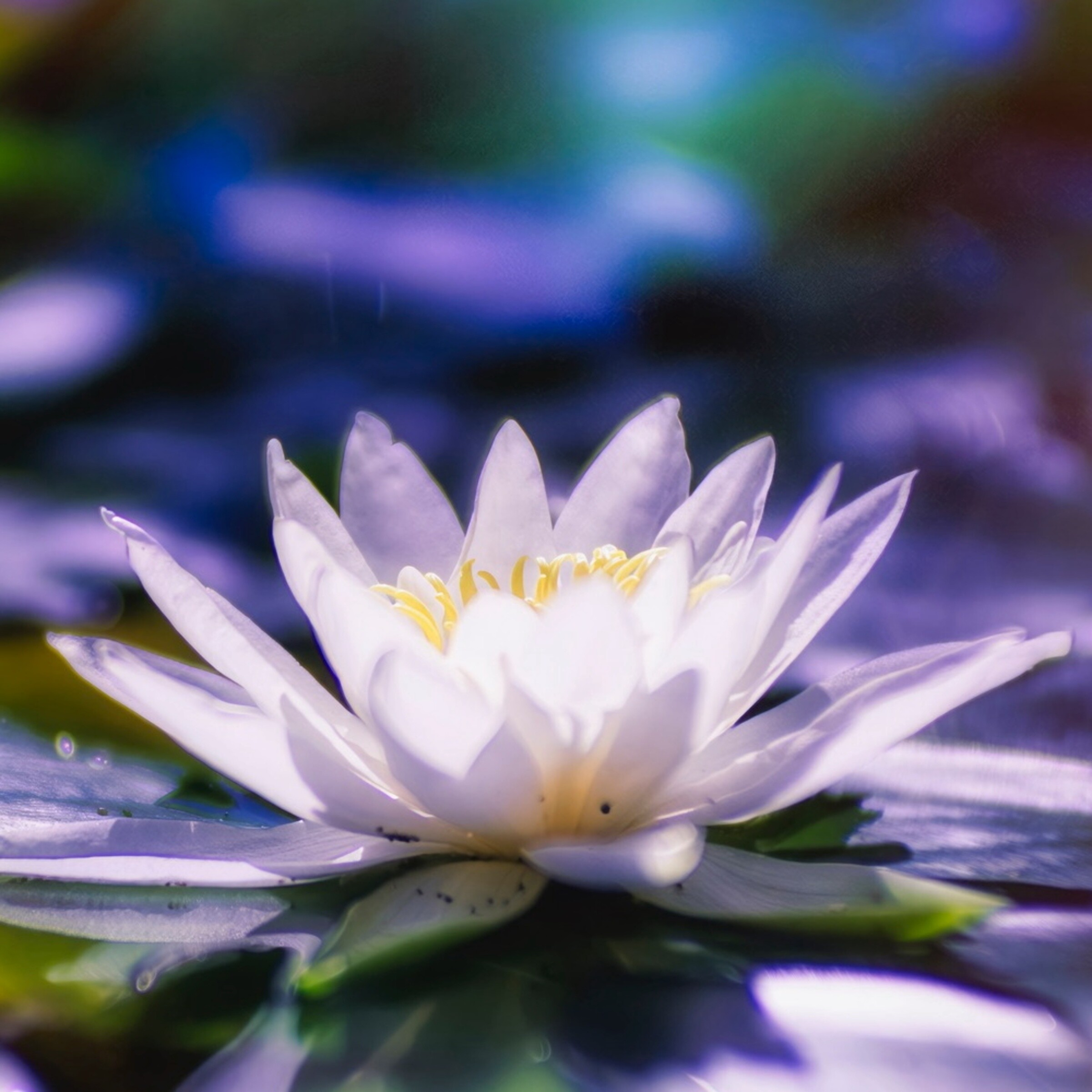 Weiße Seerose