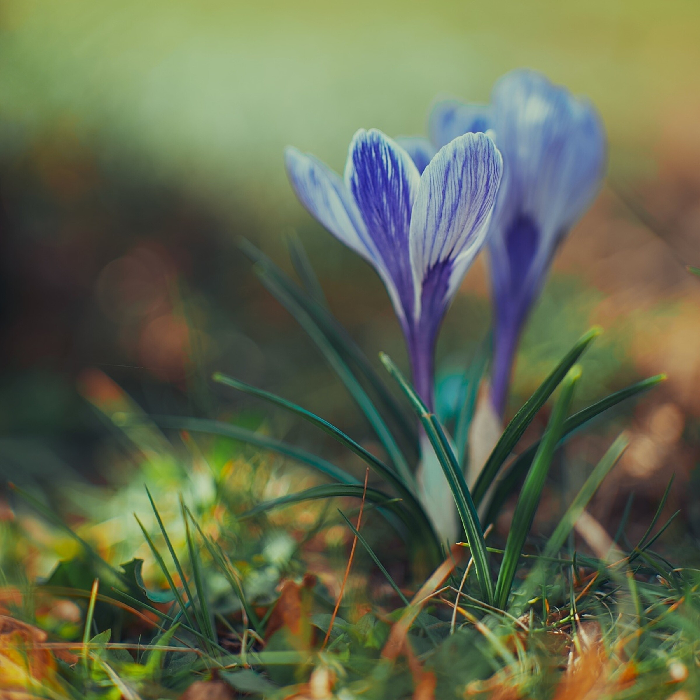Krokusse im Gras