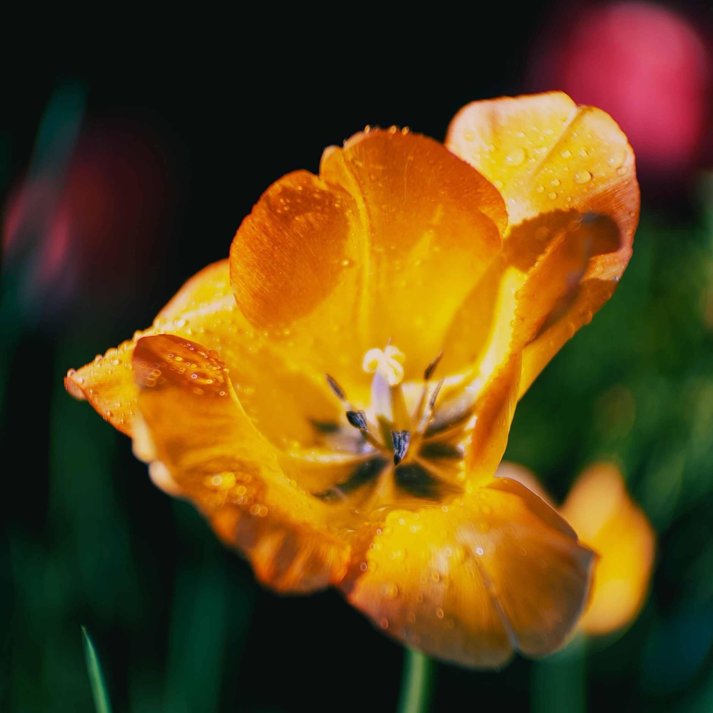 Tulpenkelch