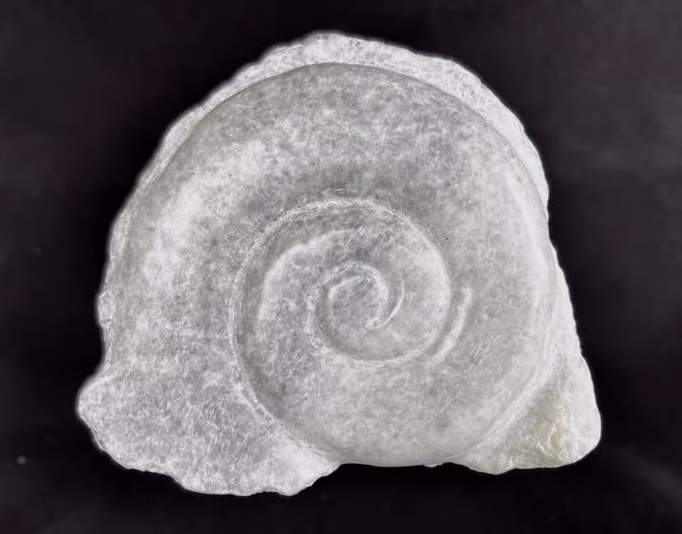 Nautilus Schnecke — Ulrike Rotter