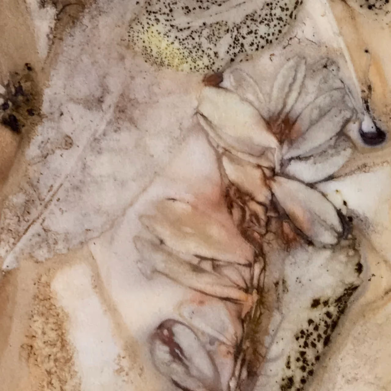 Cranberry — Sigrid Langmaier