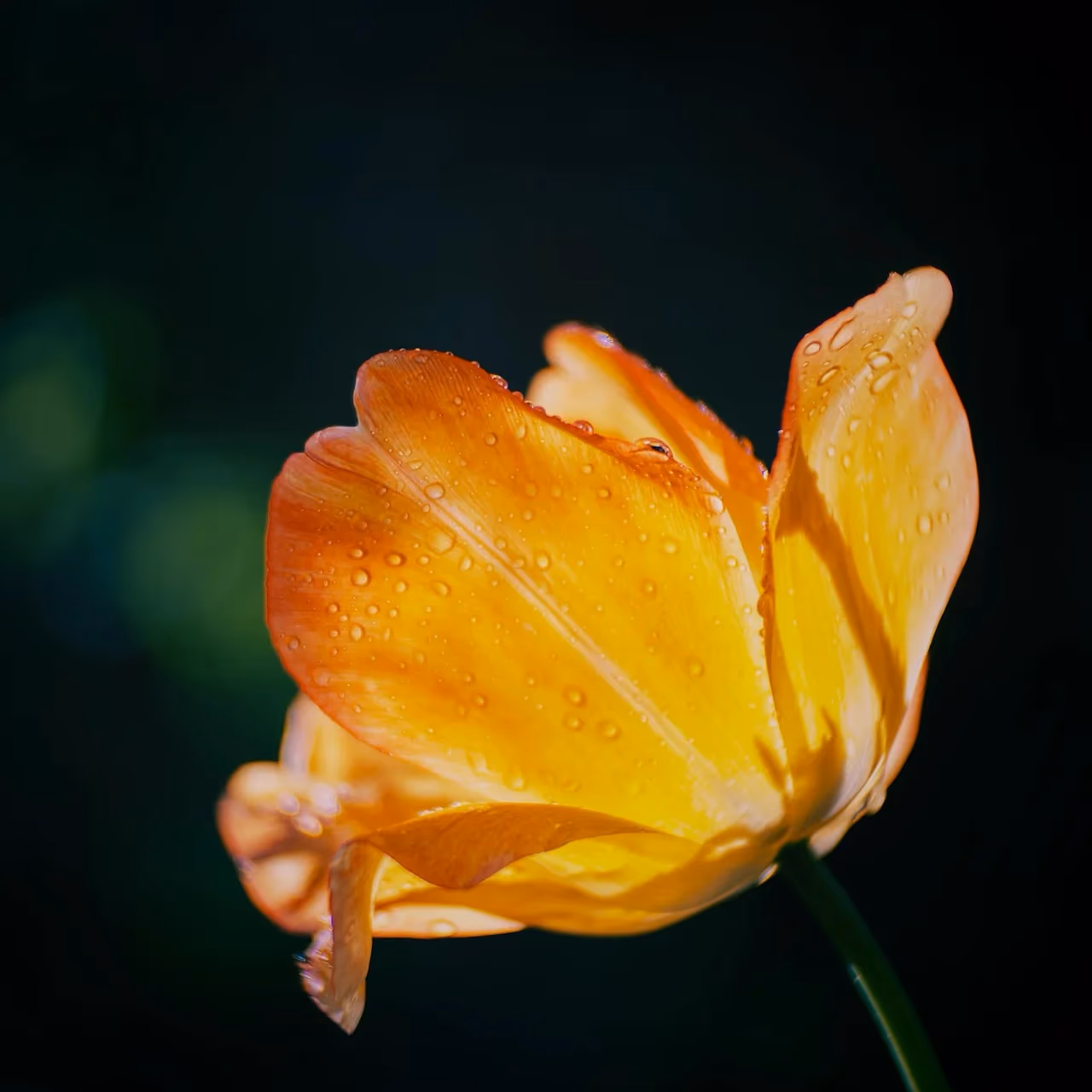 Goldener Morgen
