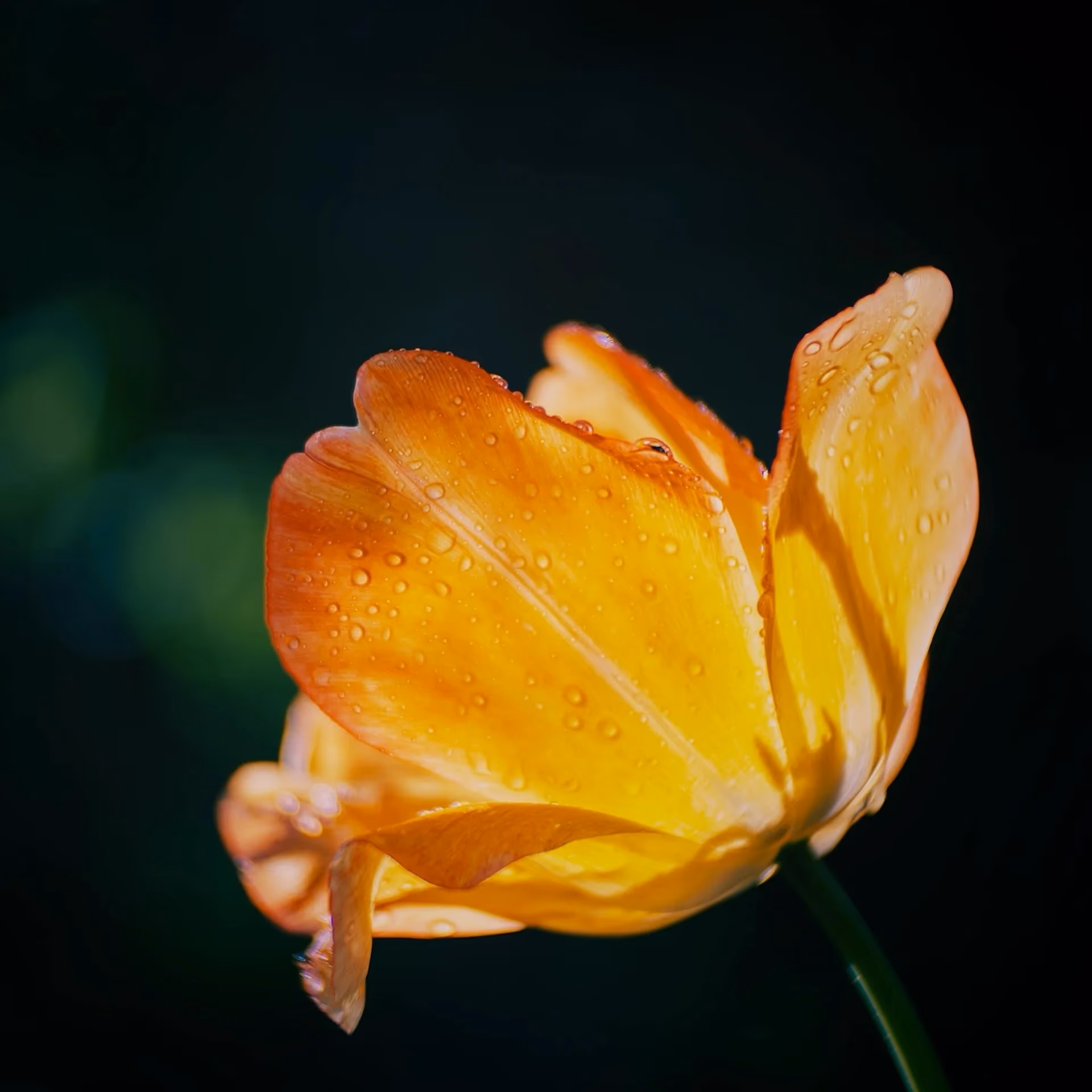 Goldener Morgen