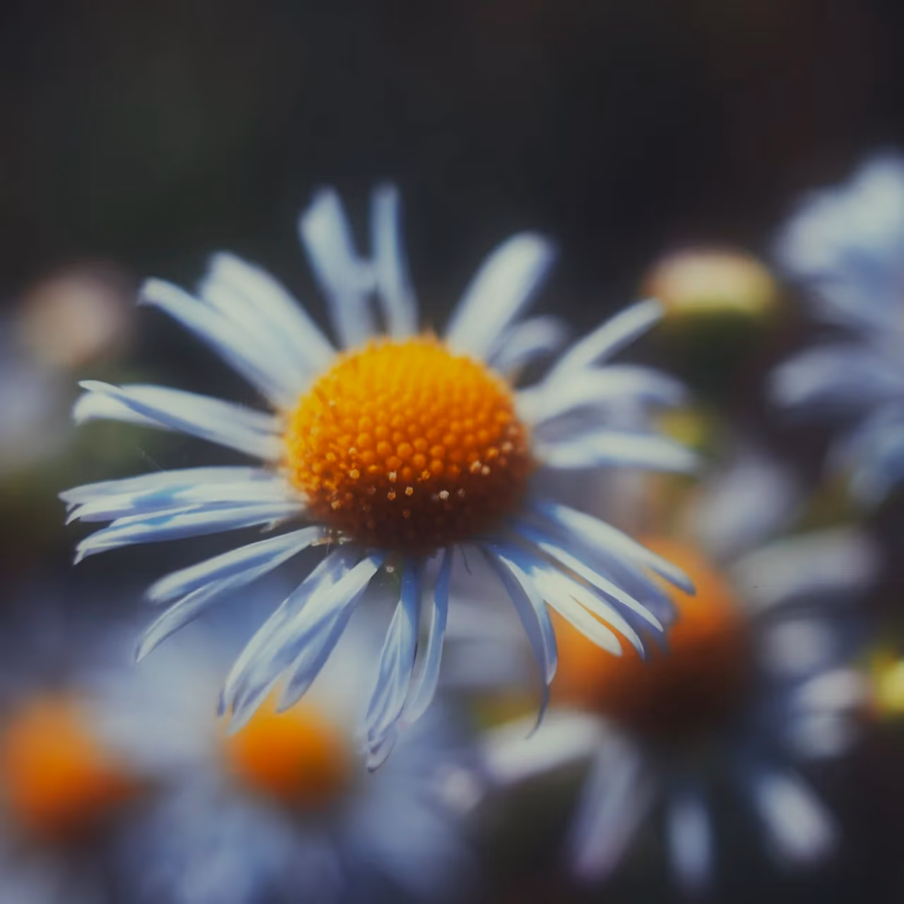 Gänseblümchen im Dunst
