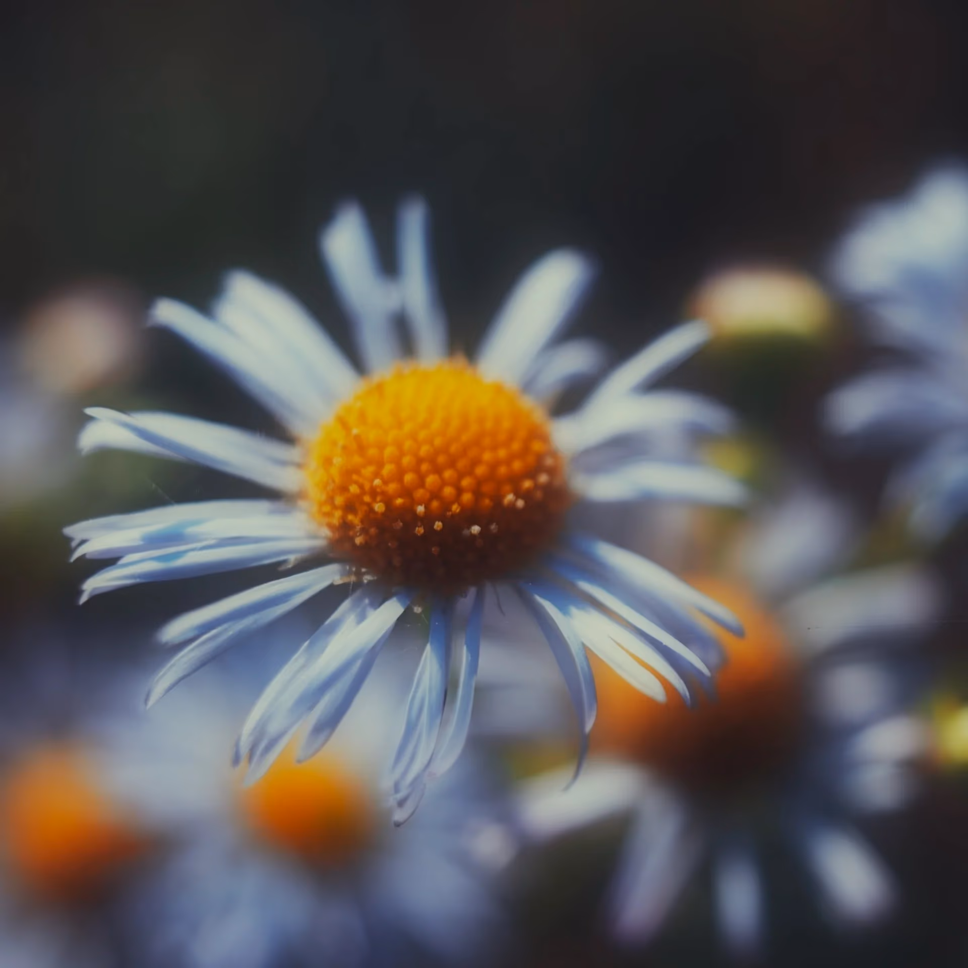 Gänseblümchen im Dunst