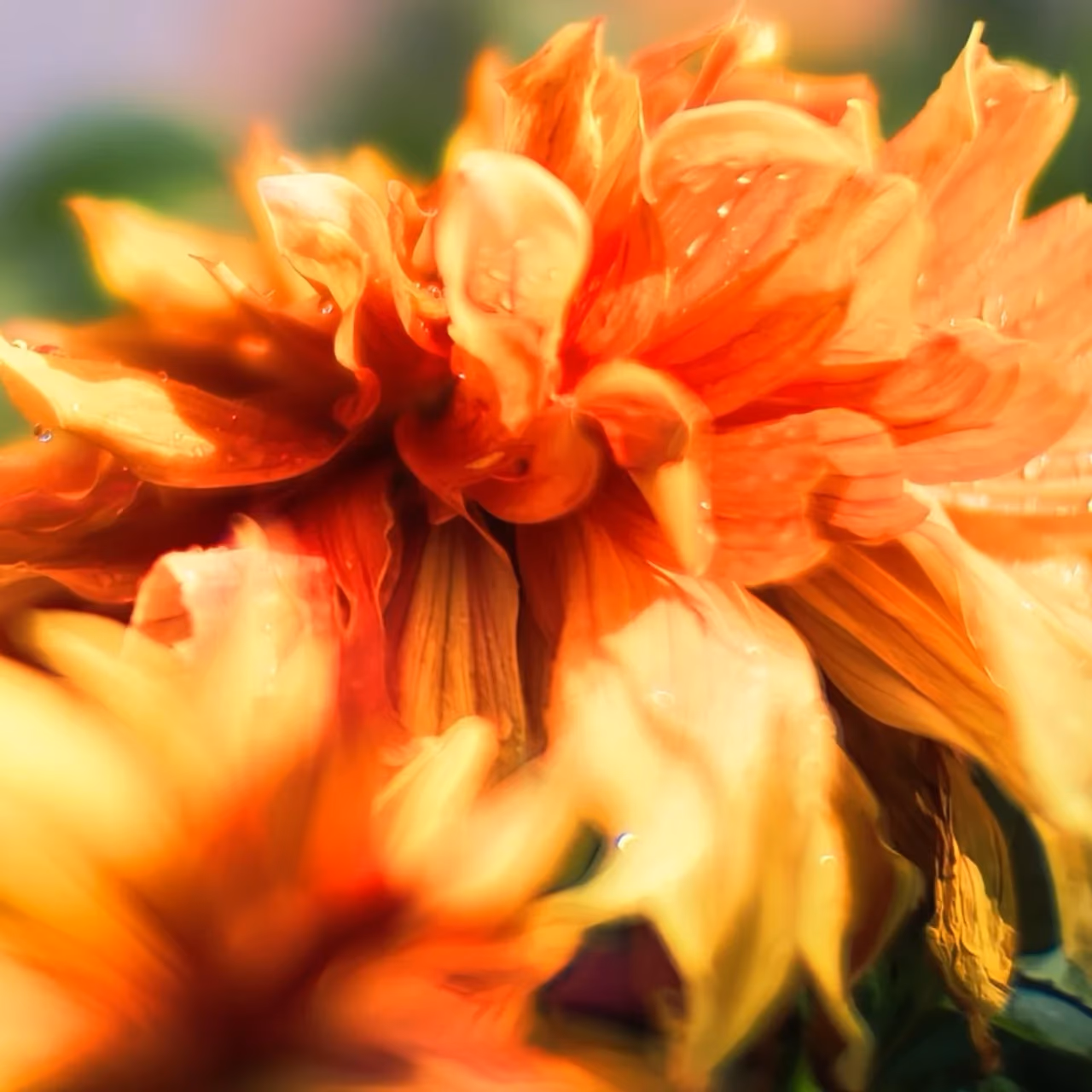 Orange Fülle