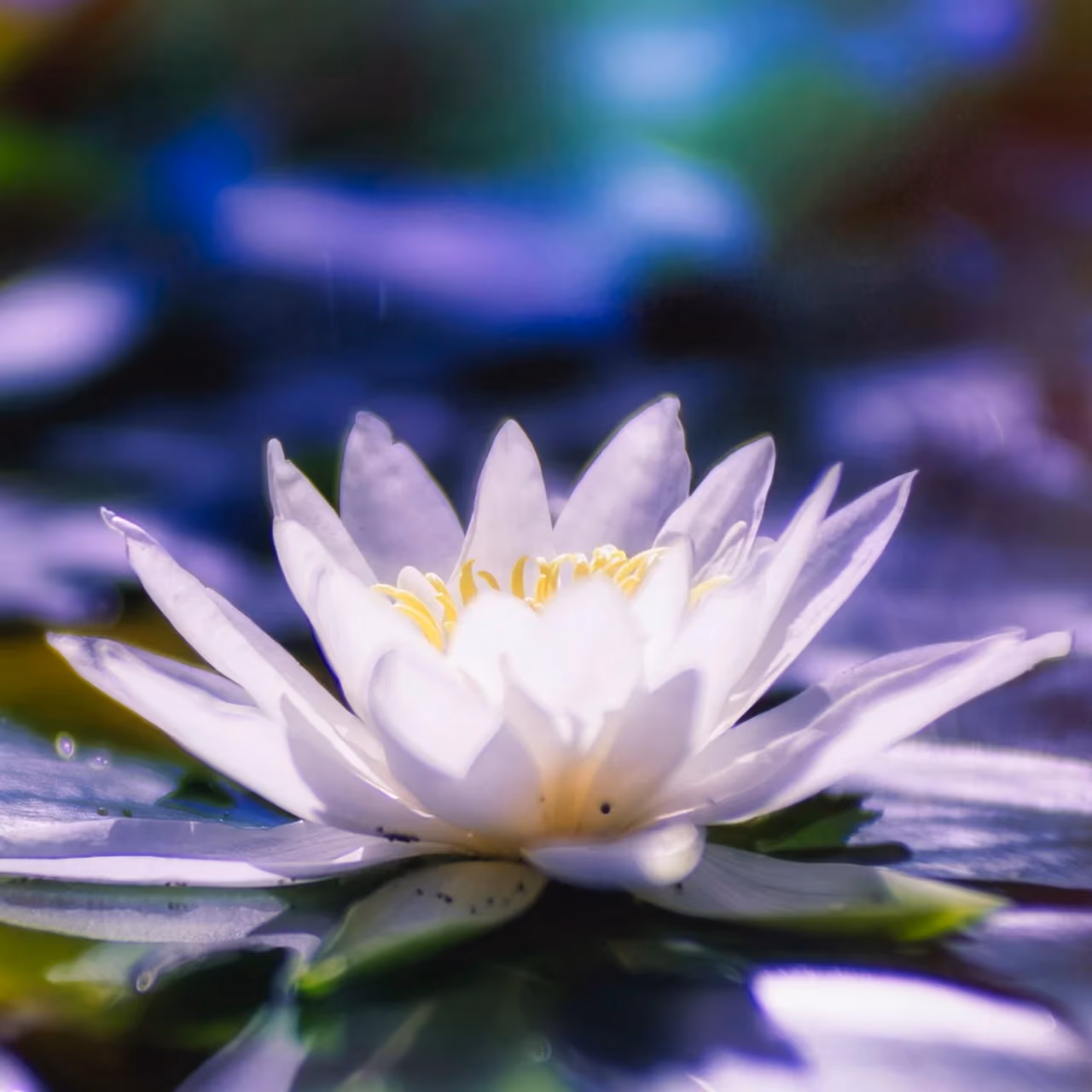 Weiße Seerose