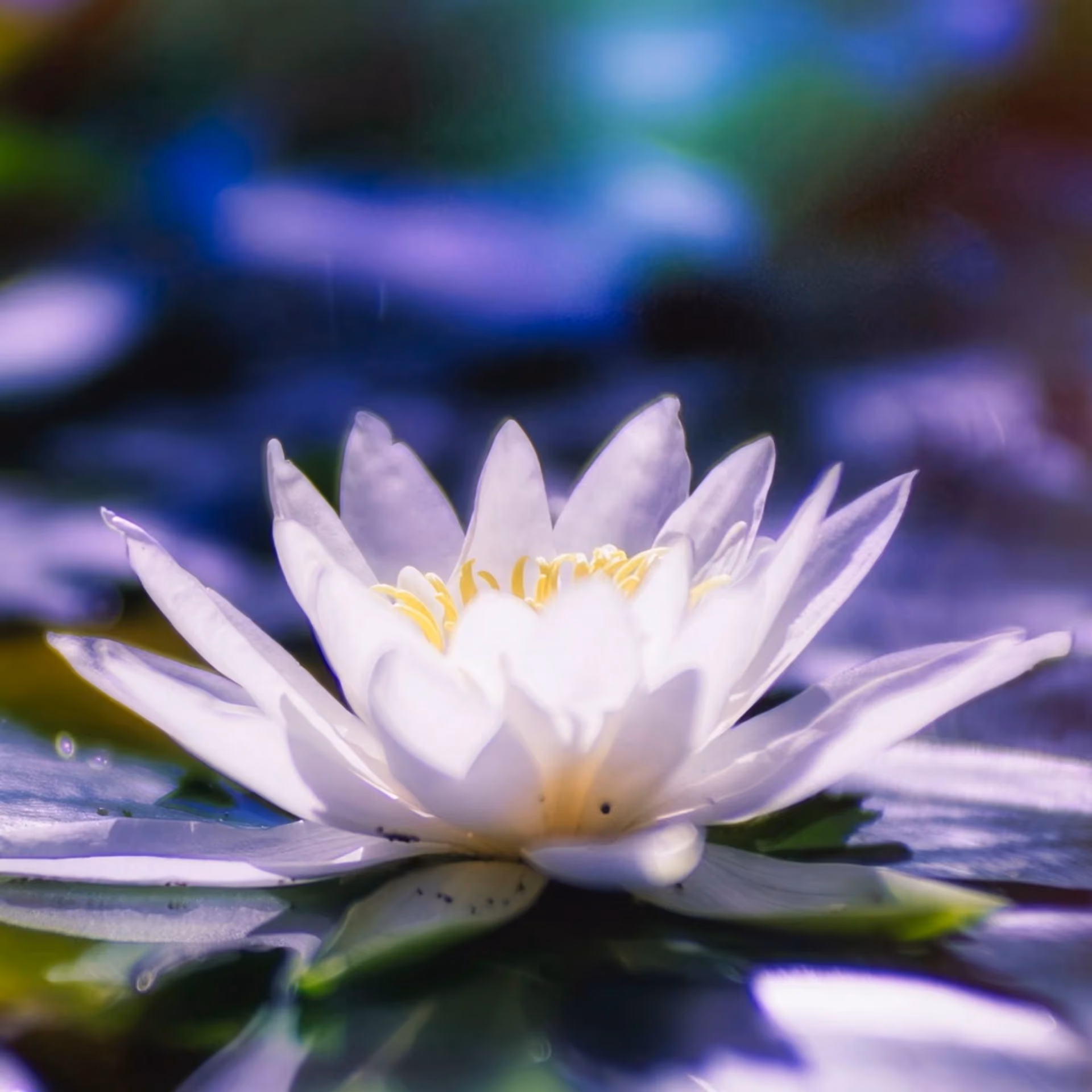 Weiße Seerose