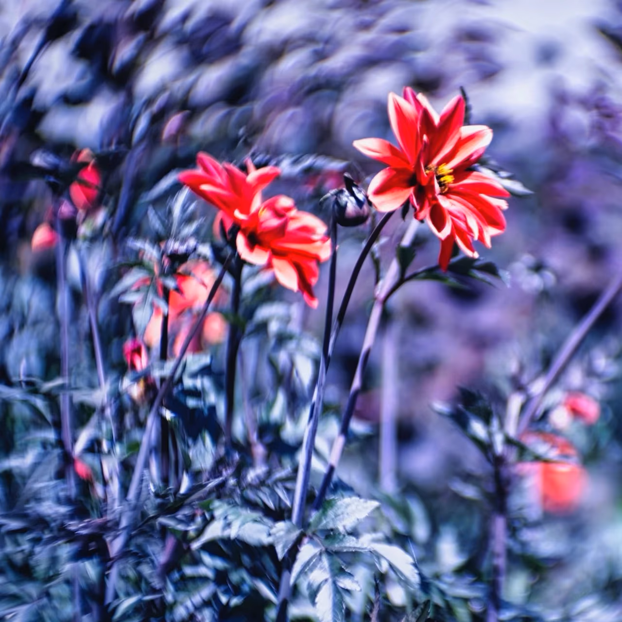 Rote Blüten im Blau