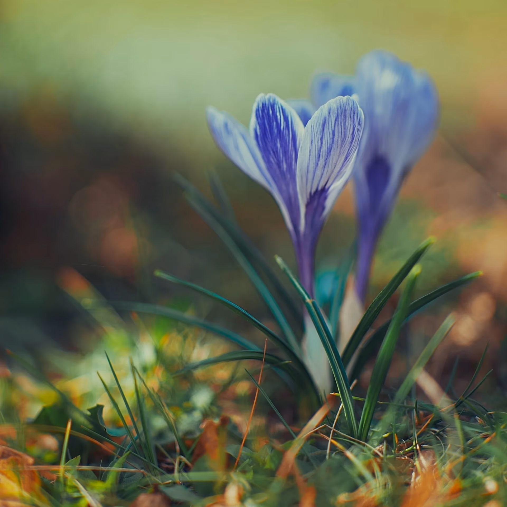 Krokusse im Gras