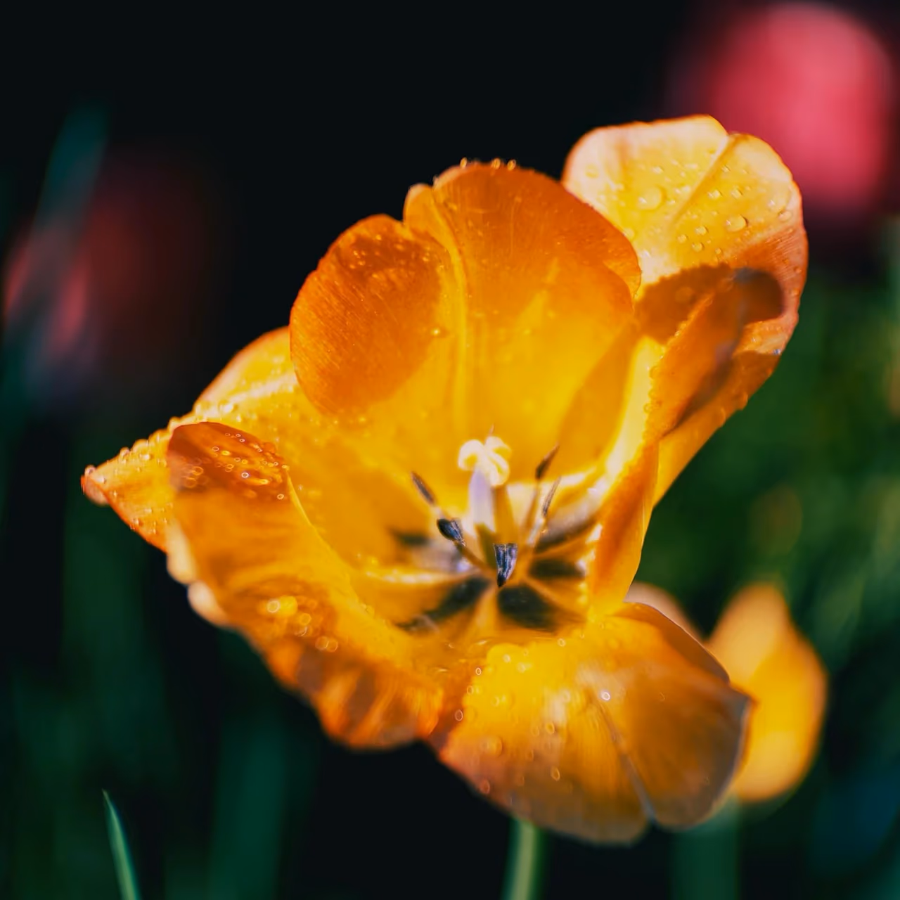 Tulpenkelch