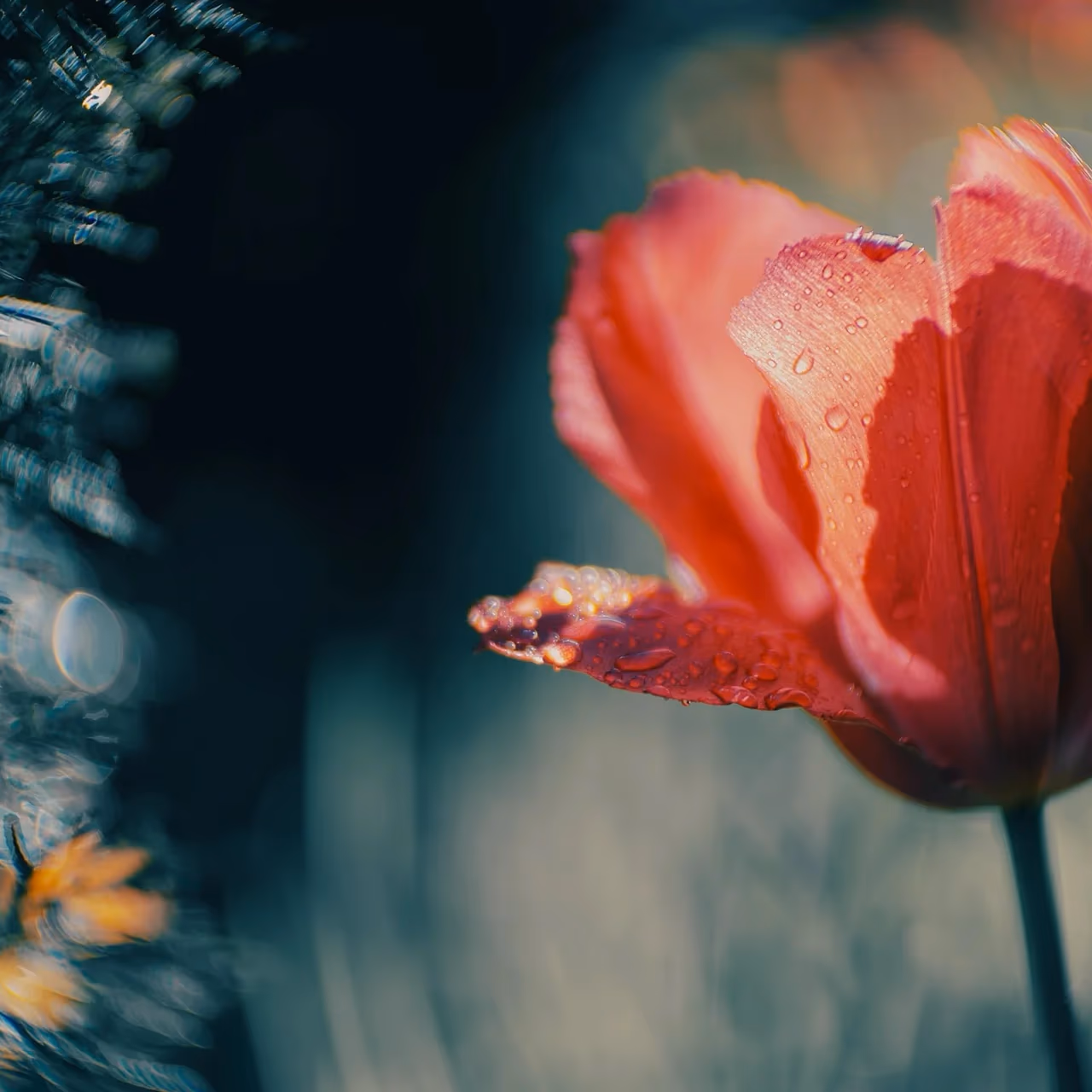 Rote Tulpe nach Regen